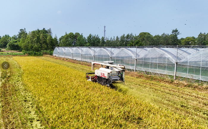 华容县回龙水稻种植专业合作社一边收割早稻，一边粉碎秸秆还田。