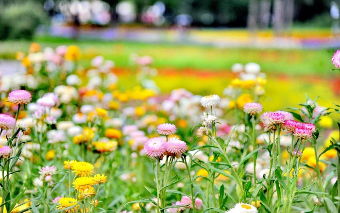 美丽花卉扮靓夏日