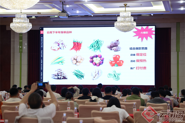 “多多好特产”生鲜专项负责人向商家解析云南下半年潜力农产品。杨艳辉 摄 