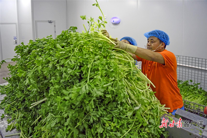 工人们正在清洗芹菜。配图均为新甘肃·甘肃日报记者 郁婕 摄