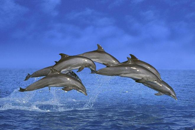 宽吻海豚。图源：视觉中国