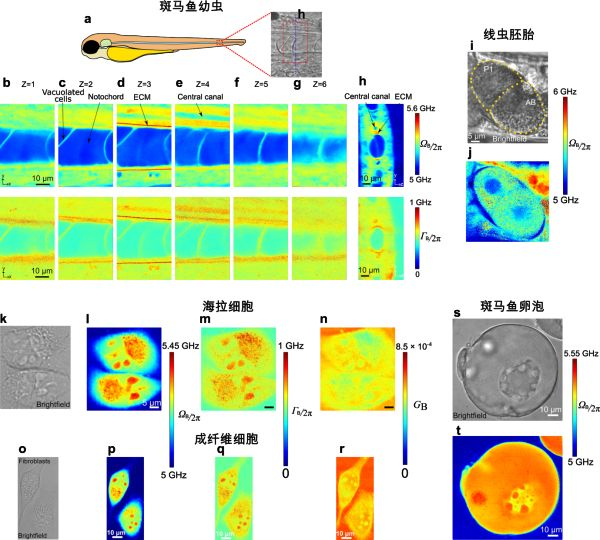 △脉冲激光受激布里渊显微成像技术应用于各种生物样品显微成像