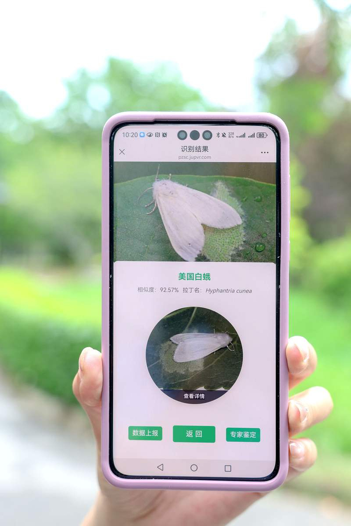 北京市园林绿化局推出“拍照识虫”小程序2.0版本。何建勇 摄