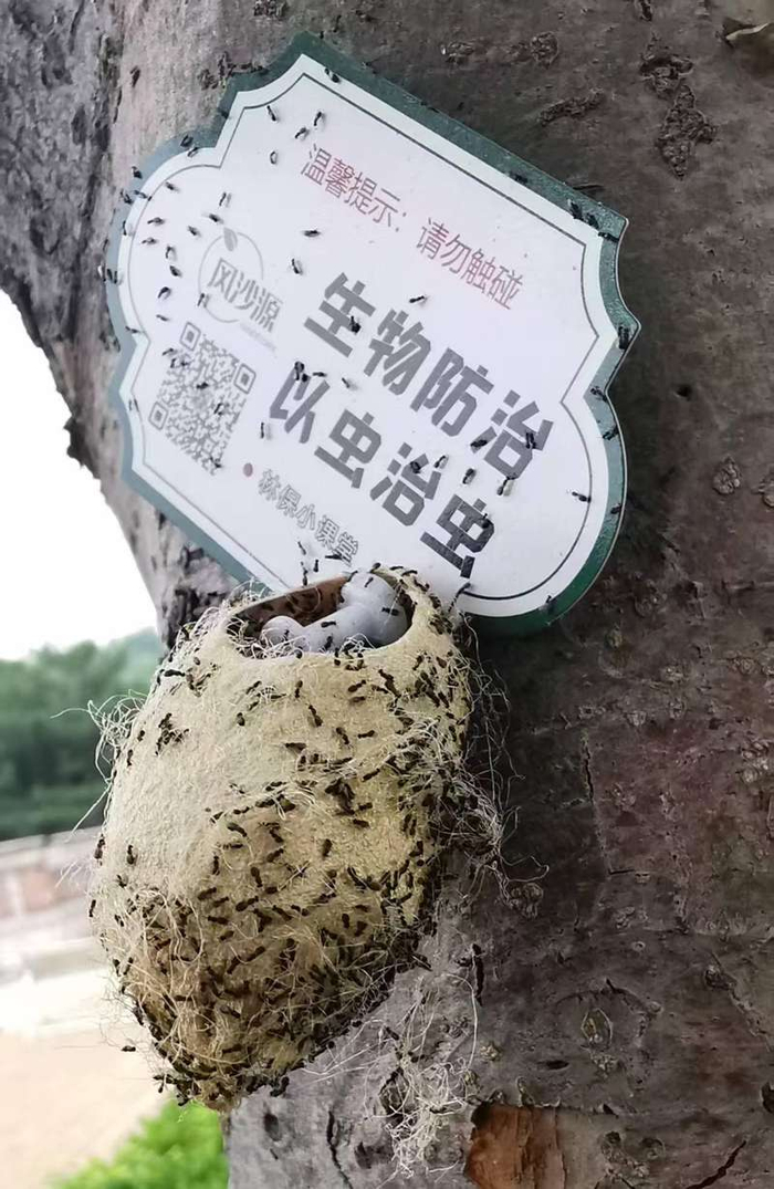 周氏啮小蜂成虫飞出蚕茧。受访者供图