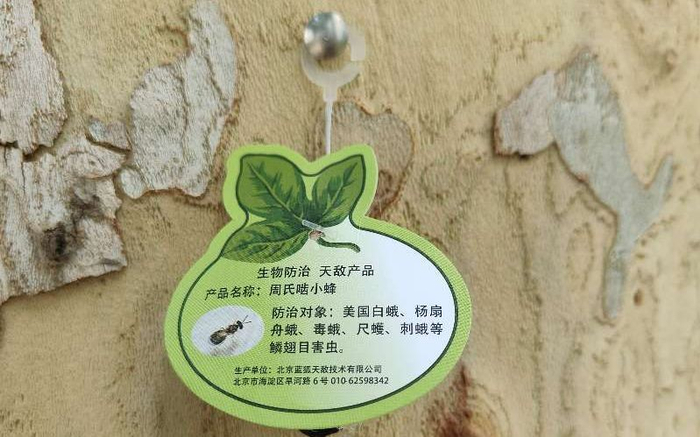 树上悬挂的周氏啮小蜂科普卡片。受访者供图