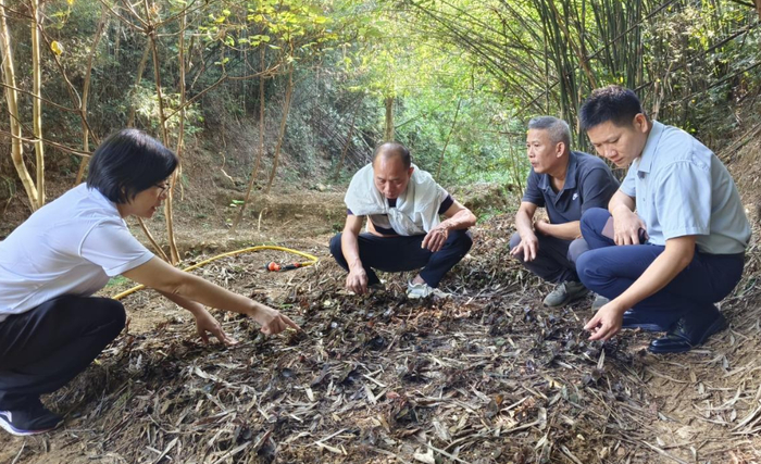△技术服务团队开展金线莲林下仿生种植技术指导。