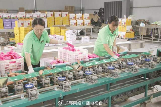 在邱县蜂蜜红薯种植加工基地，工作人员正在分拣红薯。 邱县县委宣传部供图