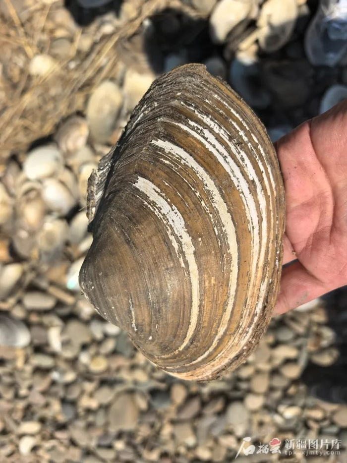 近日，新疆农业大学暑期实践团队在额尔齐斯河流域采集到了沙丁冷无齿蚌活体标本。图片由新疆农业大学提供