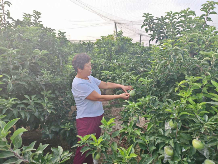 图为基地负责人赵太芹在果园内查看苹果生长情况。杨恒战摄