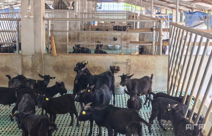 栏舍中的乌烈羊（央广网记者  付美斌  摄）