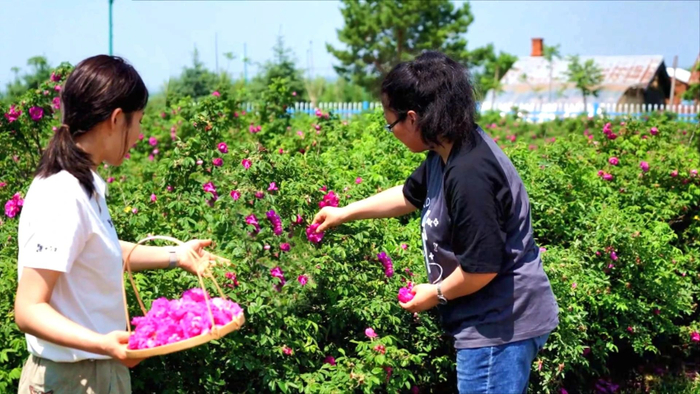 杨娇祎考察寒地玫瑰原料