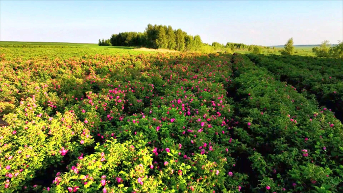 黑土奇芳玫瑰基地