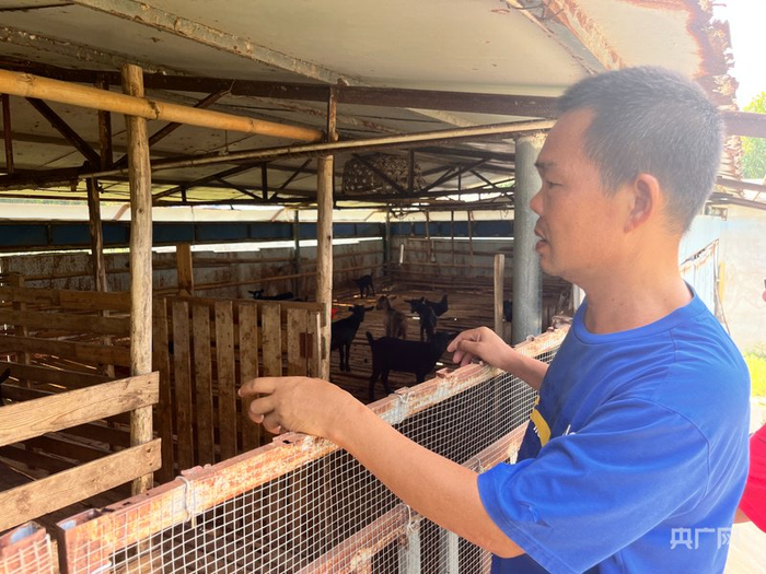 养殖户检查羊群回栏情况（央广网记者  蔡文娟  摄）