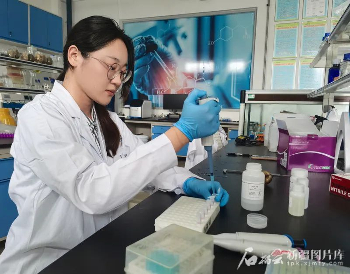 7月16日，在新疆农业大学实验室，研究团队成员杨梓纯正在提取沙丁冷无齿蚌DNA，用于分子生物学鉴定。焦小龙摄