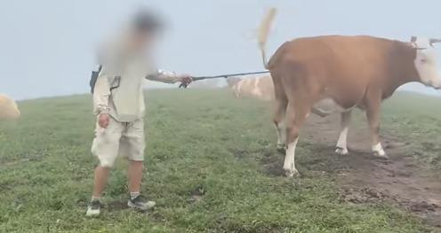 　游客用登山杖戳牛屁股（来源：相关报道）