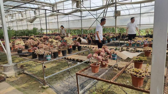 图为客户到基地展厅内选购多肉植物和绿植。杨恒战摄