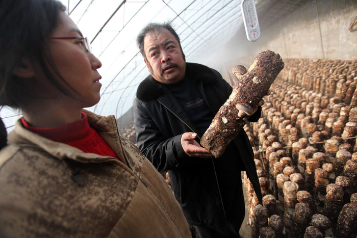 2013年，李家场村支书卢兰淼在食用菌大棚里与种植户探讨种植技术。 方非摄
