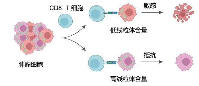 ▲ CD8+ T 更倾向于杀伤线粒体含量较低的肿瘤细胞