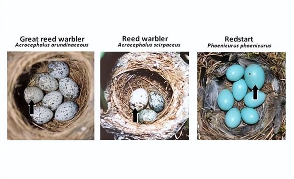 △ 不同杜鹃分别在大苇莺、苇莺和红喉歌鸲巢里下出不同模仿的蛋（箭头指出的是杜鹃的蛋）