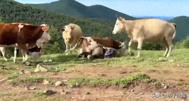 吴峰在五台山徒步时被牛群攻击。 图源：网传视频截图