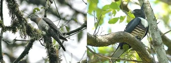 △ 喜马拉雅杜鹃（左）模仿栖息地内的黑冠鹃隼（右）