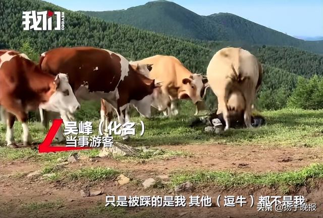 吴峰在五台山徒步时被牛群攻击。 图源：网传视频截图