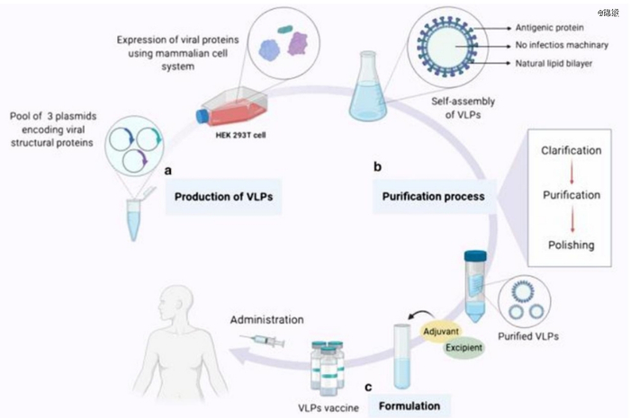 图：基于VLP理论的疫苗制备过程，来源：中泰证券