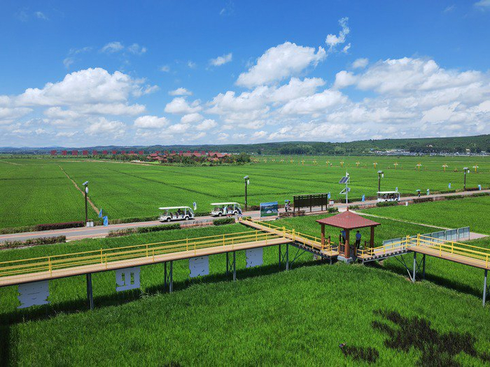 7月16日，吉林省延边朝鲜族自治州和龙市光东村稻田景色。　记者　王晓林　摄