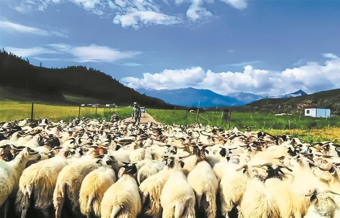 成群的藏羊。通讯员 马海福 赵海峰 摄