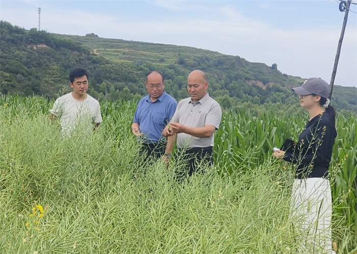 积石山县纪委监委工作人员深入居集镇了解检查油菜种植、惠农政策落实等情况。（杨海乐 摄）
