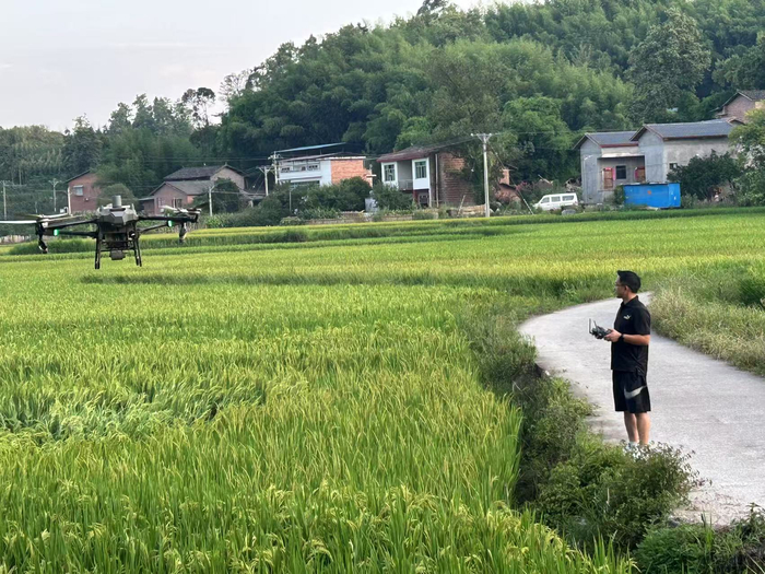 用无人机进行农业植保。受访者供图