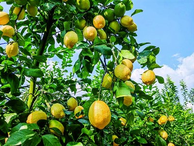     安岳柠檬。吴坤忠/摄