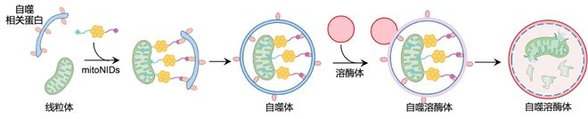 ▲ 纳米诱导临近剂选择性降解肿瘤细胞线粒体的过程