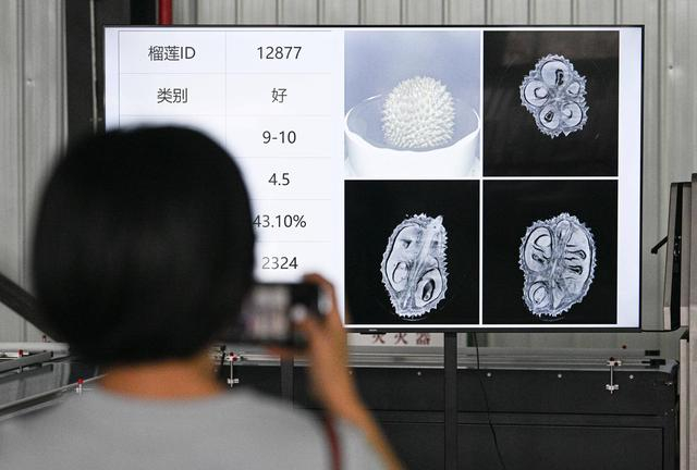 在海南三亚拍摄的由榴莲智能分选生产线生成的榴莲检测数据及影像（7月18日摄）。新华社记者 蒲晓旭 摄