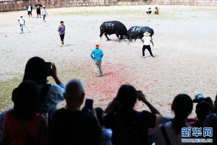 “牛王争霸”赛现场（7月18日摄）。新华网 赵普凡 摄