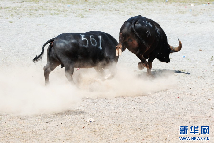 “牛王争霸”赛现场（7月18日摄）。新华网 赵普凡 摄