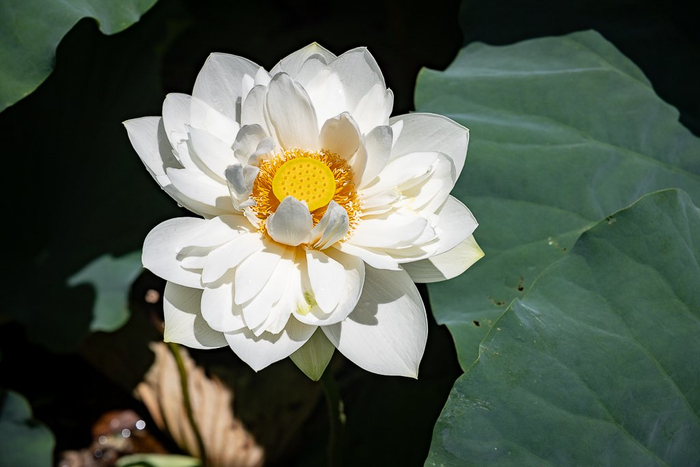 荷花竞相绽放（7月19日摄）。新华网发（刘东 摄）