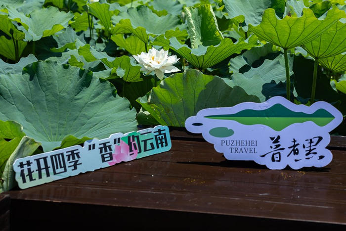 普者黑景区（7月19日摄）。新华网发（刘东 摄）
