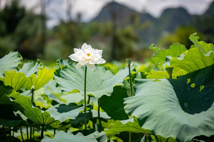 亭亭玉立的荷花（7月19日摄）。新华网发（刘东 摄）