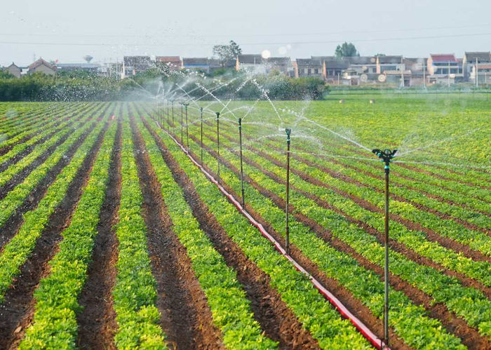 孟州市河阳街道后龙村群众通过喷灌设施浇灌花生苗。张泽斌摄