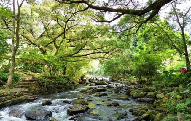 ▲相思古榕（图源：广州石门国家森林公园公众号）