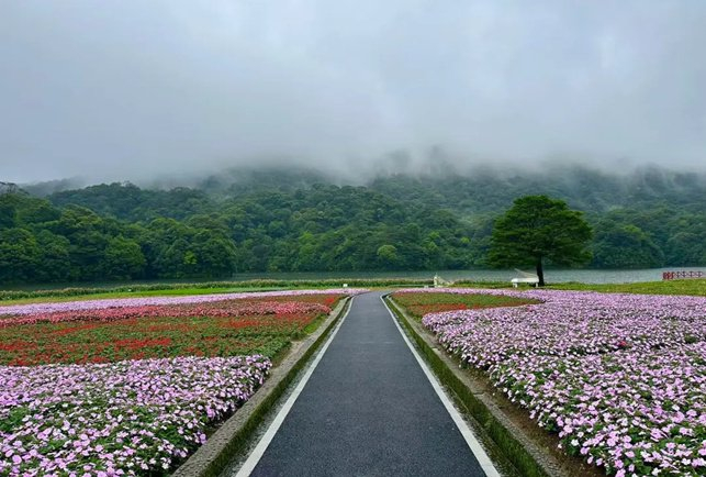▲天池花海（图源：广州石门国家森林公园公众号）