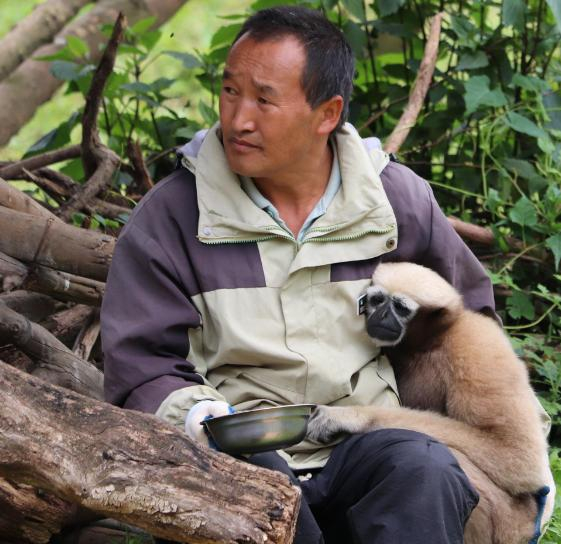 饲养员在给白眉长臂猿喂食。 记者 字剑飞 摄