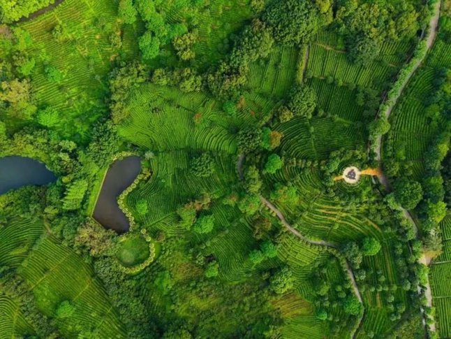 ▲满眼绿意的“雁南飞”（图源：梅州雁南飞茶田景区公众号）