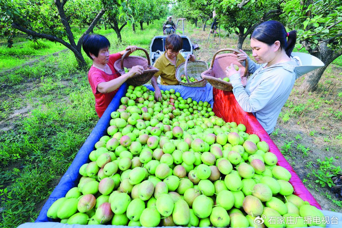 图为石家庄市赵县范庄镇秀才营村村民在梨果收购站分拣鲜梨。新华社记者 杨世尧 摄