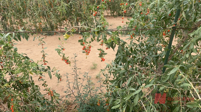 图片来源：每经记者 胥帅 摄