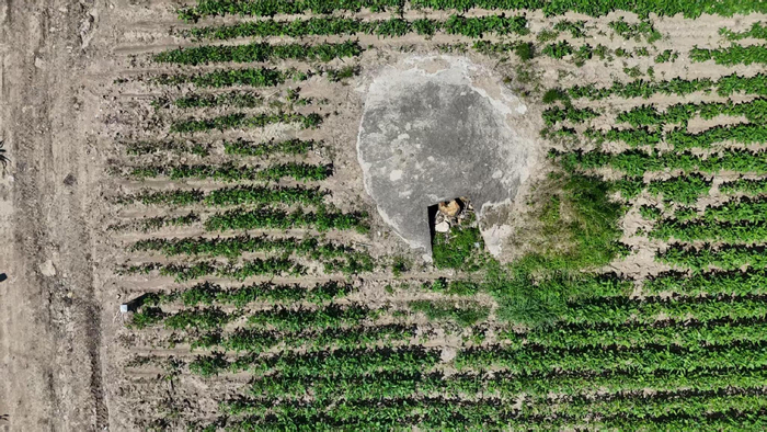 俯瞰“细菌库”