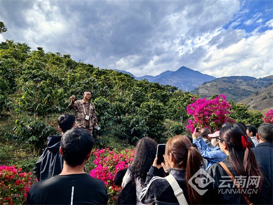 咖啡种植实地培训