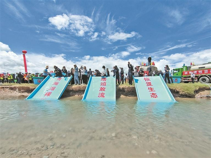 增殖放流   青海湖裸鲤救护中心供图