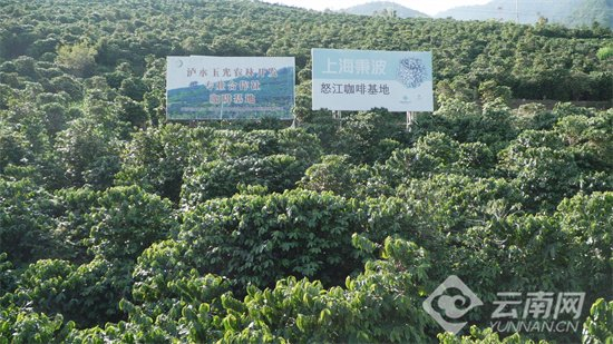 乔玉光的咖啡基地